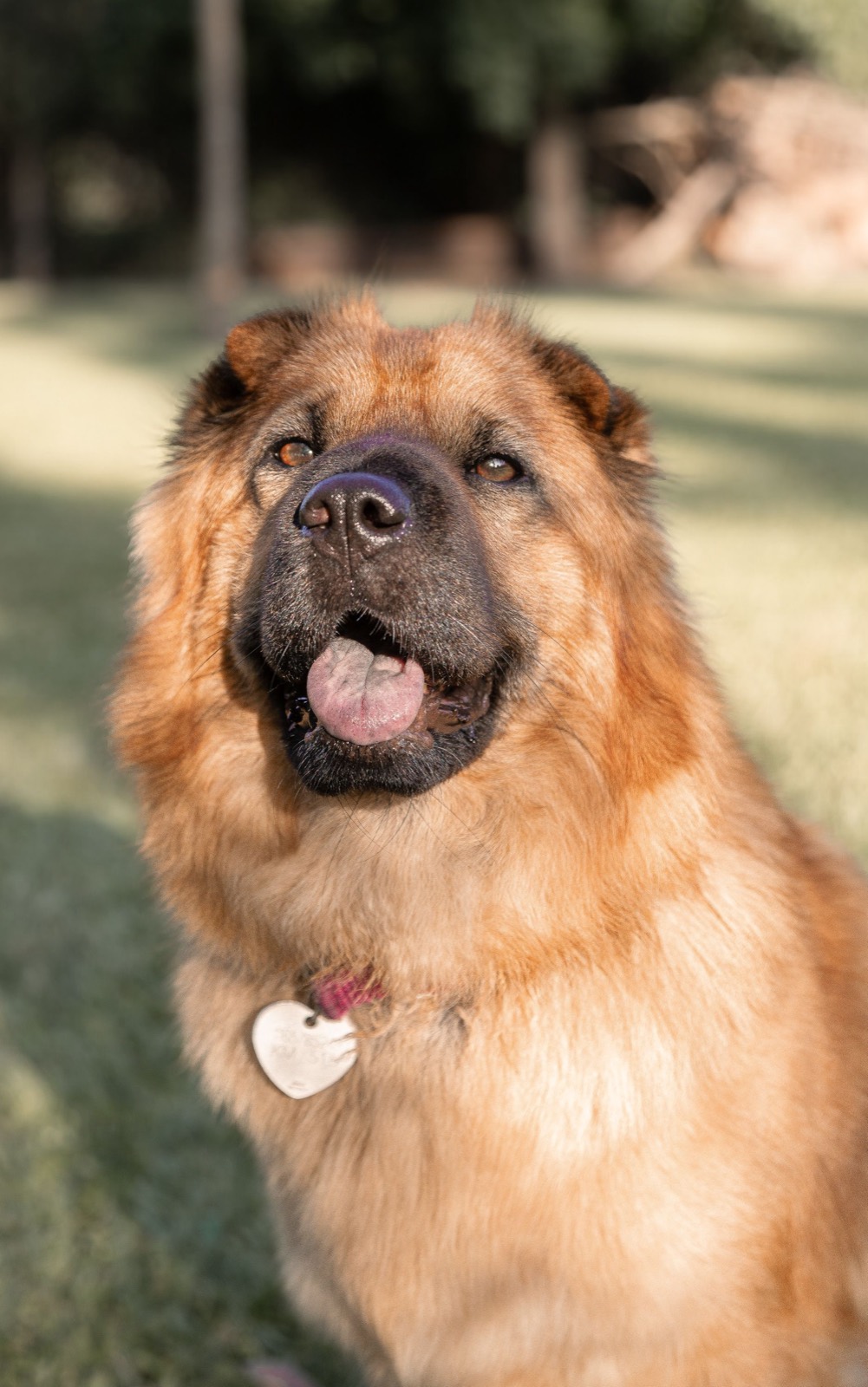 Dog wearing a pet ID tag